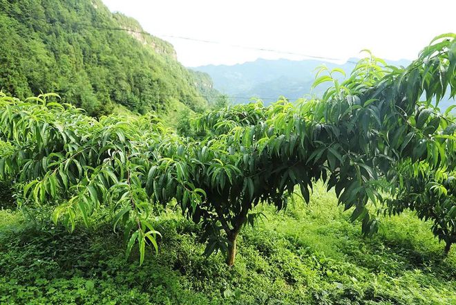 致富种植技术_致富种植技术有哪些_致富种植视频全集