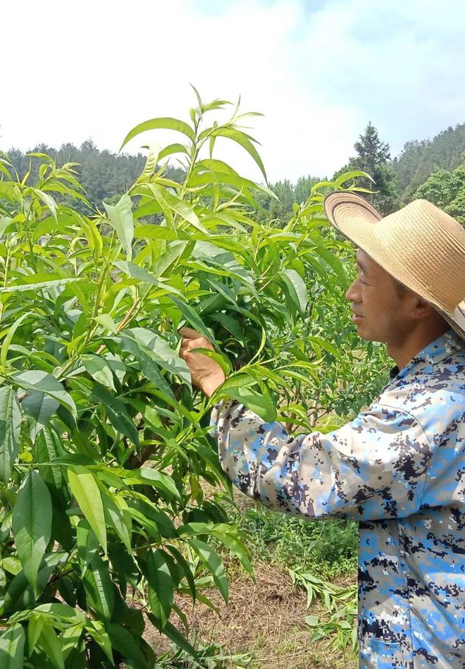 致富种植技术_致富种植视频全集_致富种植技术有哪些