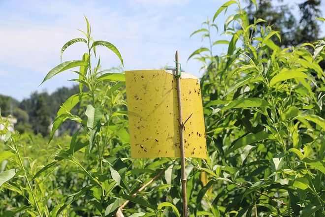 致富种植技术_致富种植技术有哪些_致富种植视频全集