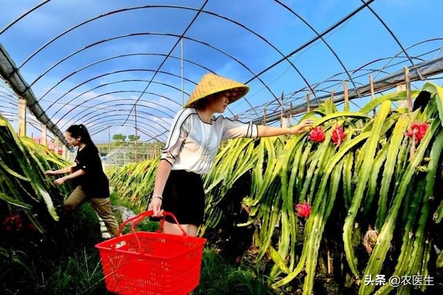 药材致富经_致富网农业种植药材_农业节目致富经种植药材