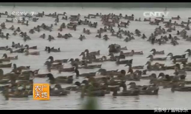 野鸭怎么养殖致富_致富养殖野鸭视频_致富养殖野鸭赚钱吗