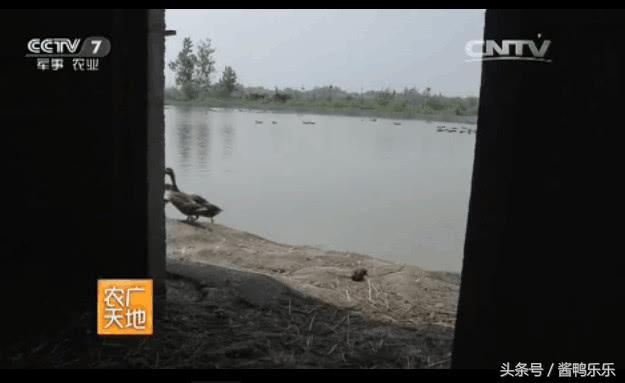 致富养殖野鸭赚钱吗_野鸭怎么养殖致富_致富养殖野鸭视频