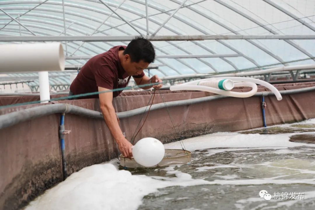 致富经养殖虾_致富经淡水虾养殖视频_养殖虾致富视频