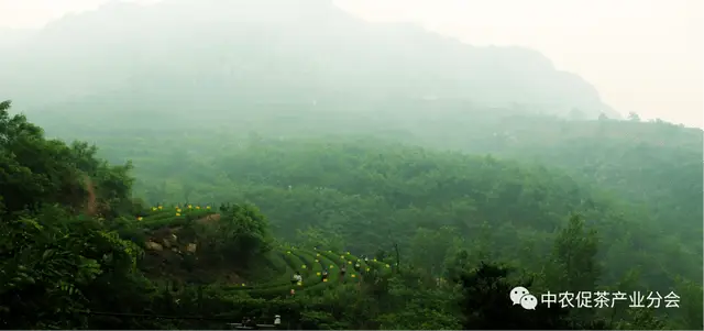 山东日照岚山区：“南茶北引”起家，十年位列“中国茶业百强县”