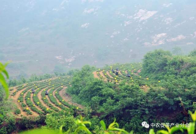 茶叶农场_致富茶叶种植茶园地址_茶园茶叶种植致富