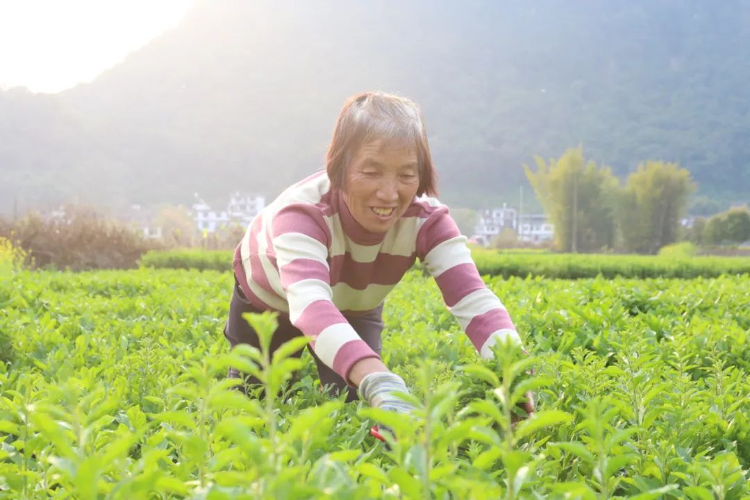 农业致富种植项目_农业种植致富吗_农民致富种植项目