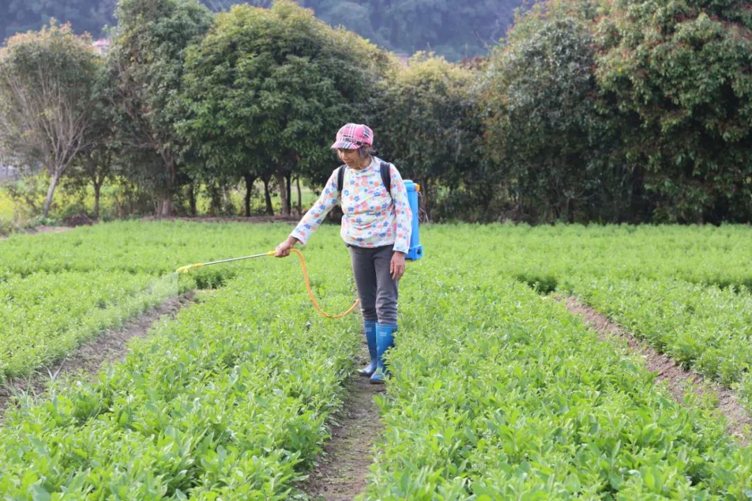 农业种植致富吗_农业致富种植项目_农民致富种植项目