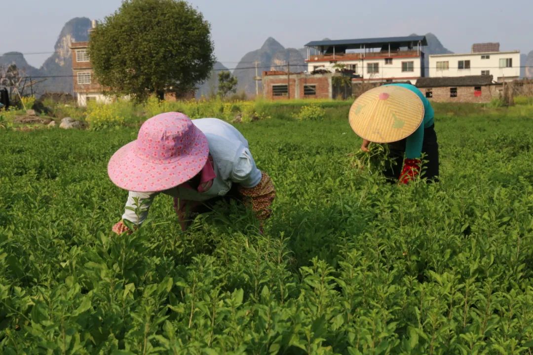 农民致富种植项目_农业致富种植项目_农业种植致富吗