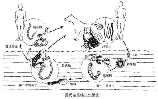 上海养殖技术石蛙公司_上海石蛙养殖技术_石蛙养殖公司