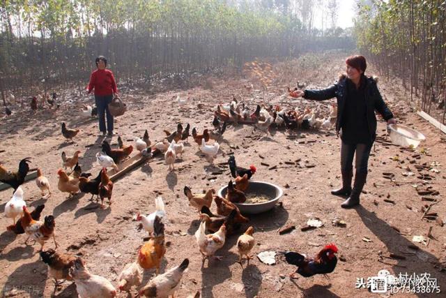 致富经蚯蚓养鸭_蚯蚓养鸭收益_致富蚯蚓养鸭视频