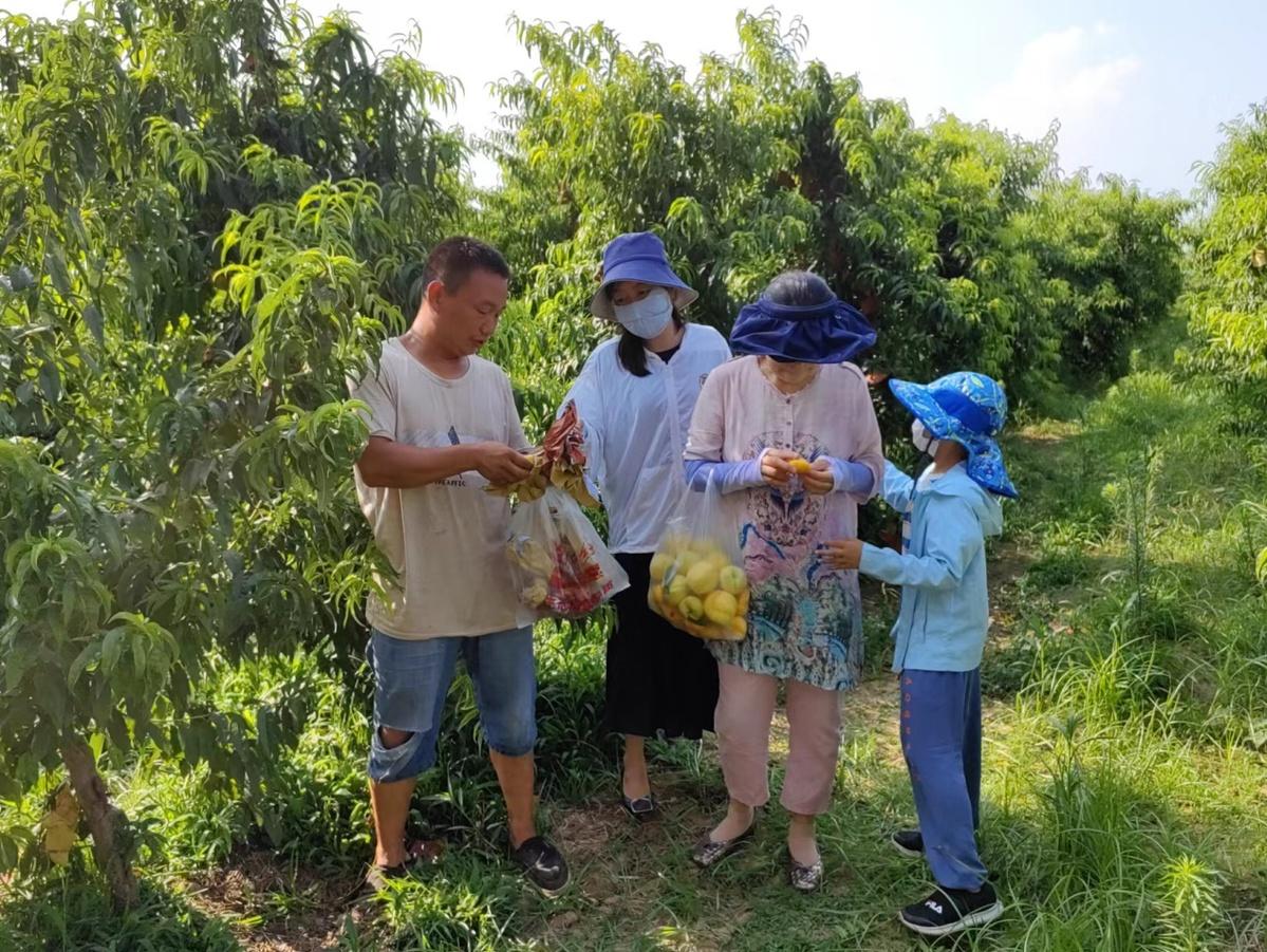 油蟠桃种植致富_致富种植蟠桃油好不好_种植油蟠桃利润怎么样