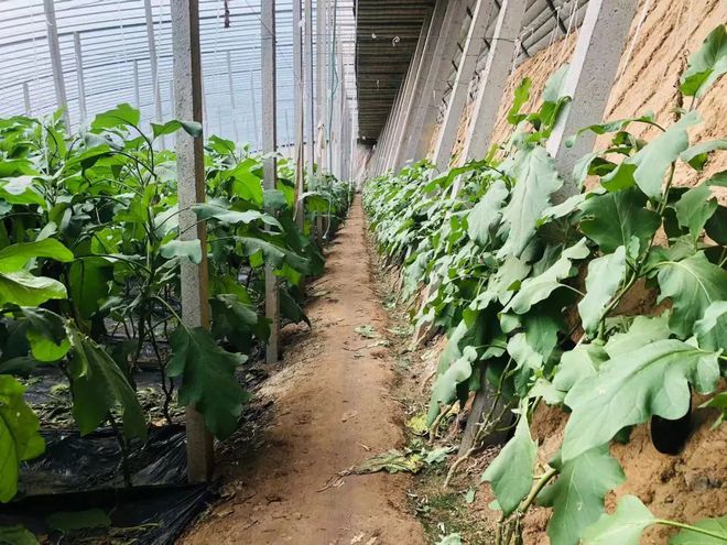 种植大棚茄子走上致富路_茄子大棚种植技术_大棚长茄子的种植视频