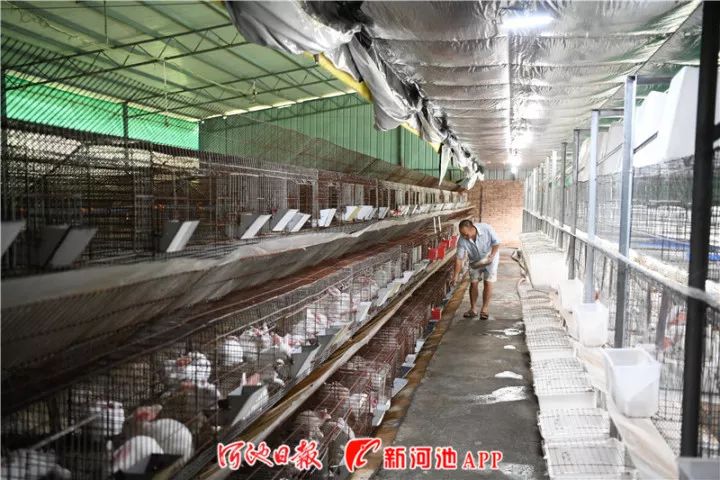 肉兔养殖技术视频教程_肉兔养殖视频致富经历_肉兔养殖场视频