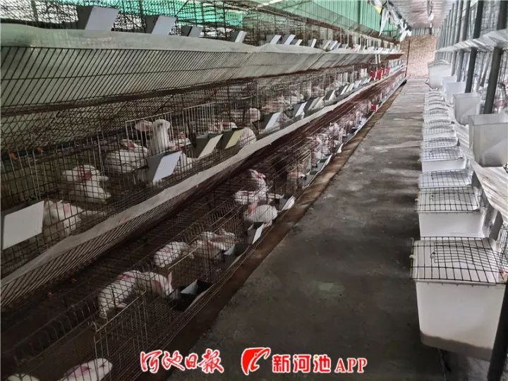 肉兔养殖技术视频教程_肉兔养殖场视频_肉兔养殖视频致富经历