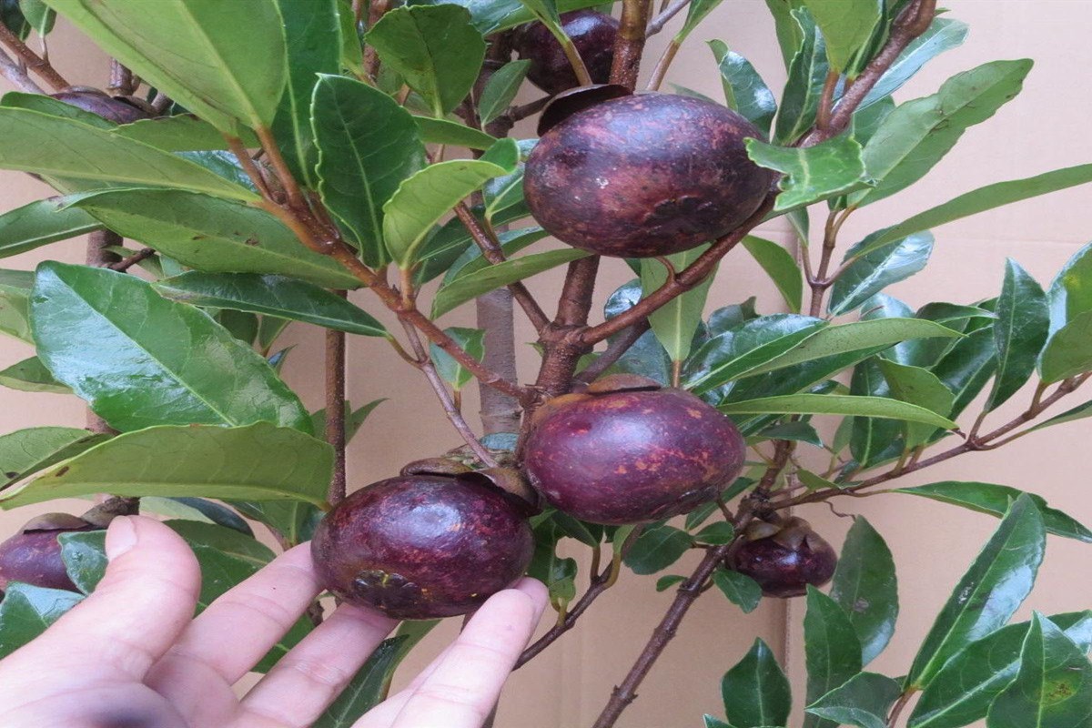 山竹怎样种植技术_种植山竹技术与管理_种植山竹技术要求