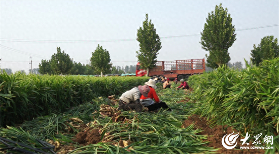 我家就在岸上住丨汶上：特色种植好“丰”景 增收致富好“姜”来