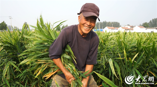 生姜种植致富经_致富生姜种植村里可以种吗_村里种植生姜致富