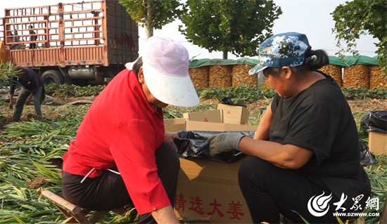 致富生姜种植村里可以种吗_村里种植生姜致富_生姜种植致富经