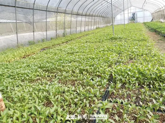 致富大棚种植丝瓜视频_大棚丝瓜种植致富_大棚丝瓜种植技术视频