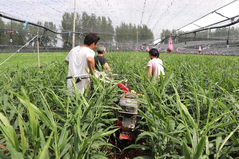 村里种植生姜致富_致富生姜种植村里能种吗_致富生姜种植村里有补贴吗