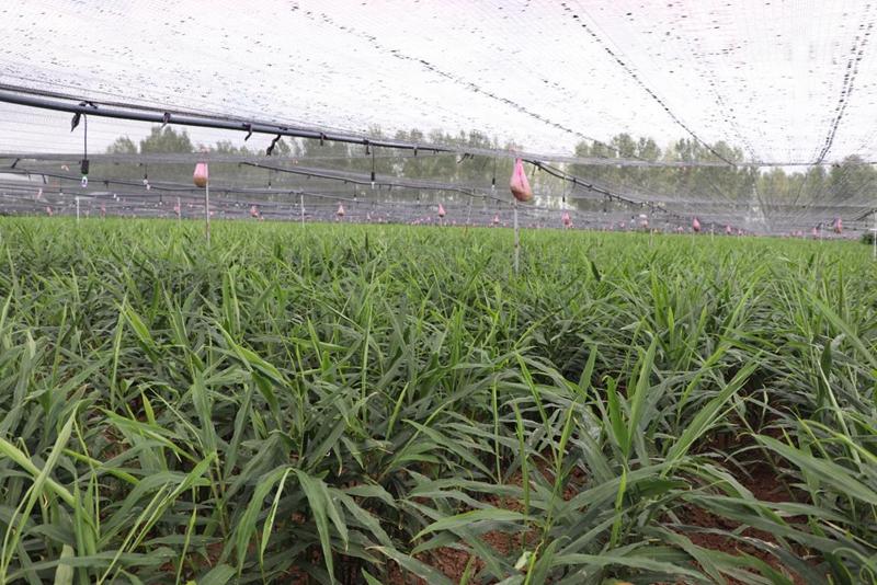 致富生姜种植村里能种吗_村里种植生姜致富_致富生姜种植村里有补贴吗