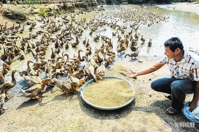 致富蚯蚓养鸭怎么样_致富蚯蚓养鸭好吗_致富经蚯蚓养鸭