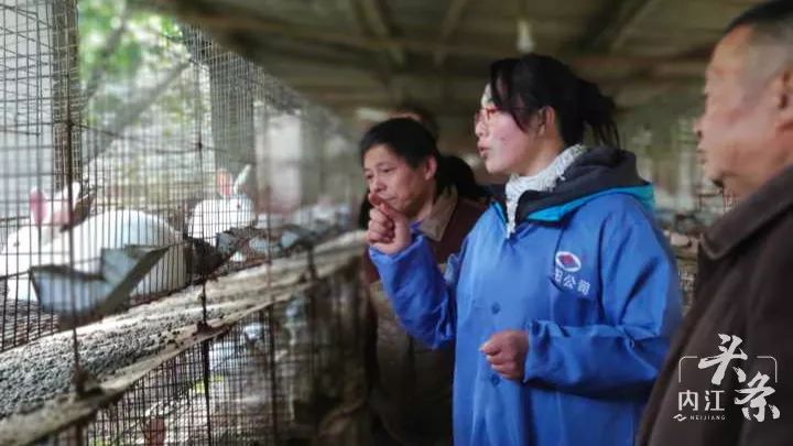 致富经肉兔的养殖技术视频_肉兔养殖视频大全_肉兔养殖视频致富经历