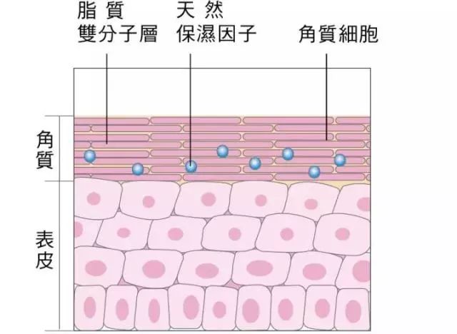 胶原羹怎么吃_甜姑娘种植技术带图_ktv调声