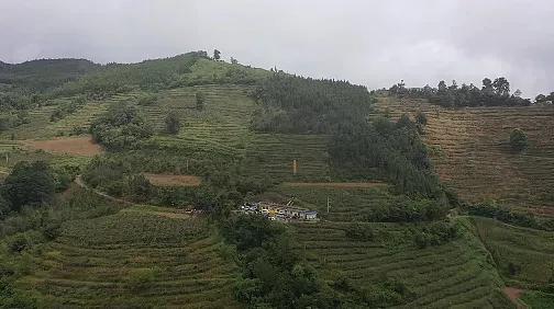 广西种植紫苏致富_致富广西种植紫苏视频_紫苏在广西叫什么