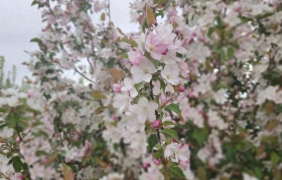 春赏花 秋摘果 “花果经济”助推乡村振兴