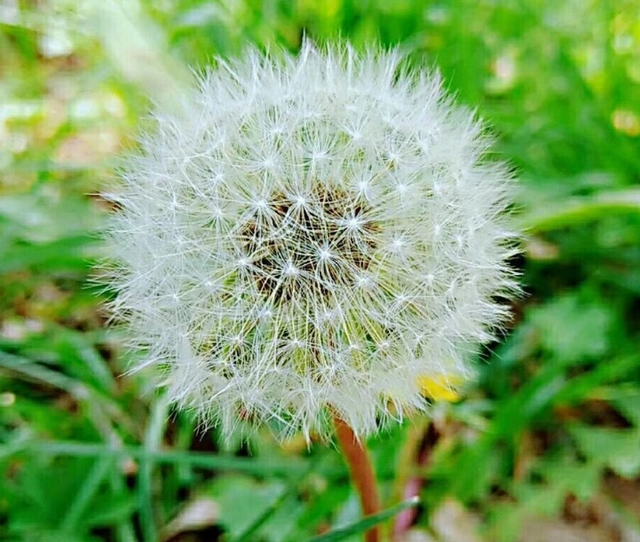 蒲公英种植管理技术_蒲公英种植技术和采收_蒲公英种植技术要点