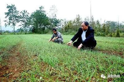 致富经湖北种植什么_湖北致富项目_湖北农村种植什么赚钱不愁销路