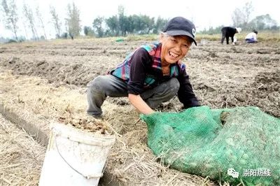 致富经湖北种植什么_湖北农村种植什么赚钱不愁销路_湖北致富项目