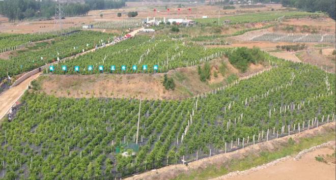 农村致富种_新种植致富_新致富项目种植