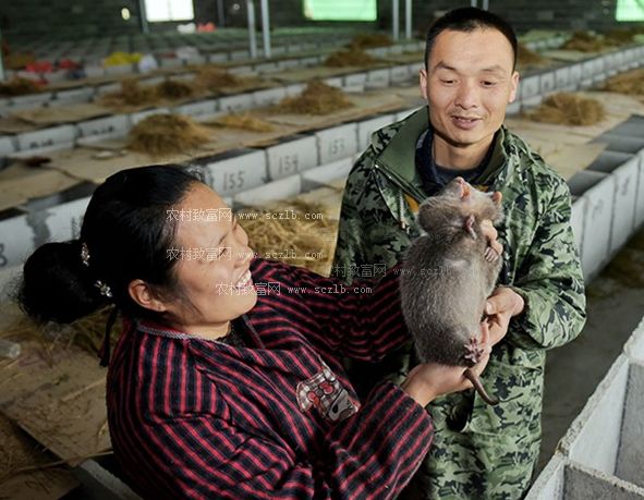 养竹鼠起家的村霸_致富经竹鼠_竹鼠赚钱吗