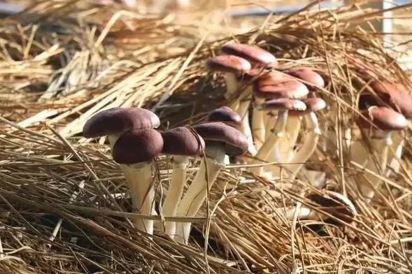 大球盖菇种植成本_yoho大球盖菇种植技术_大球盖菇林下种植视频