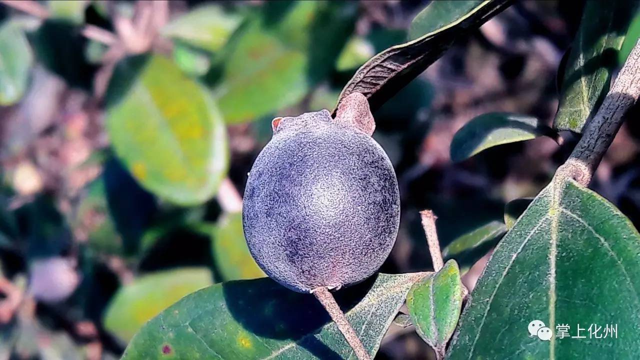 种植稔子技术要点_稔子种植技术和管理_稔子的种植技术