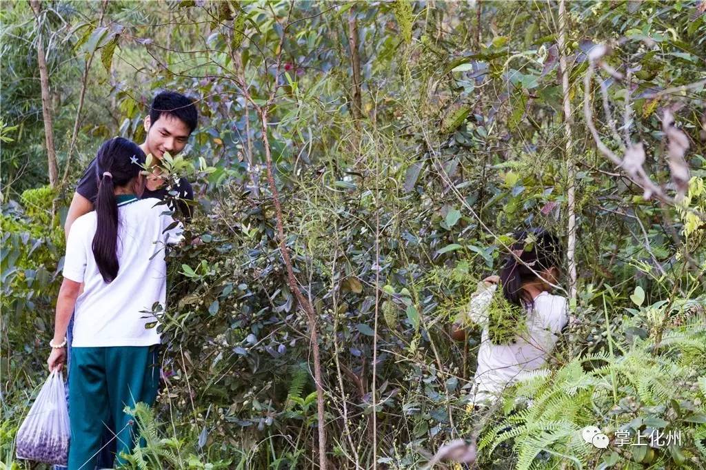 种植稔子技术要点_稔子种植技术和管理_稔子的种植技术