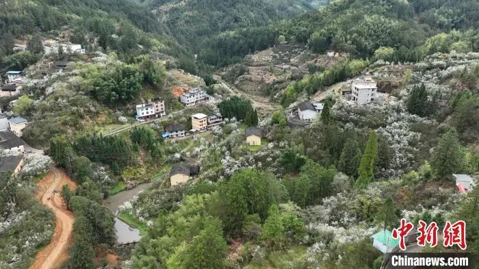 福建闽清现春山花海景观 枳壳种植带动乡村振兴