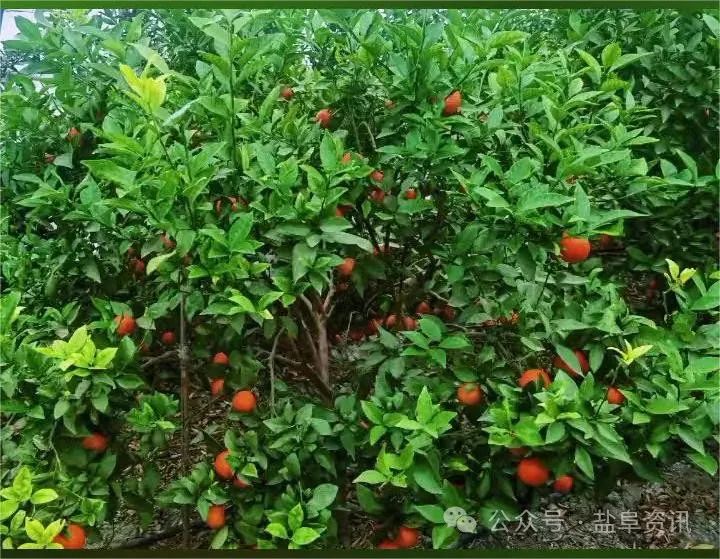 致富大户种植草莓视频_草莓致富经_种植草莓大户致富