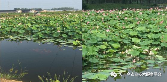 致富经种植莲蓬_致富种植莲蓬图片_种莲蓬赚钱吗