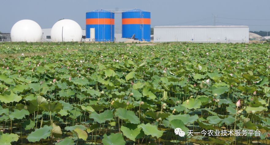 致富种植莲蓬图片_种莲蓬赚钱吗_致富经种植莲蓬