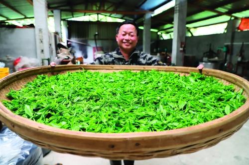 茶叶种植效益_茶叶致富经_茶叶种植致富视频