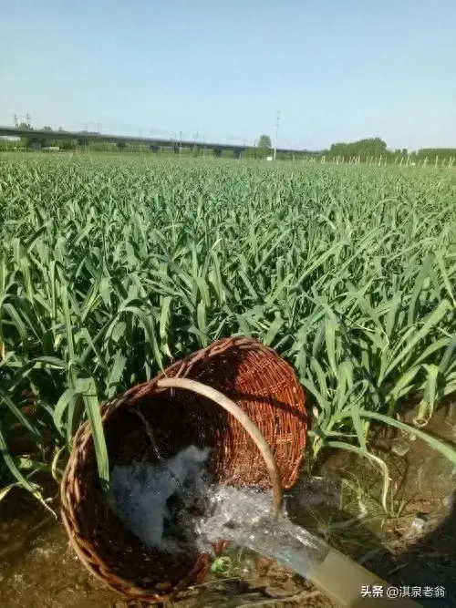 大蒜浇四水的时间与技巧