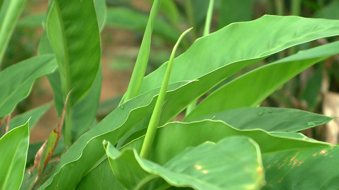 种植稔子技术要点_稔子的种植技术_种植稔子技术视频