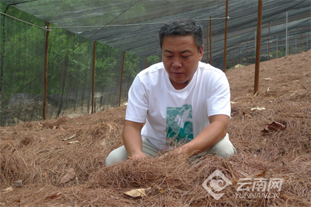 云南镇沅：“头雁”领航 中药材致富