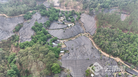 种植重楼致富项目_重楼种植利润_种植重楼的前景如何