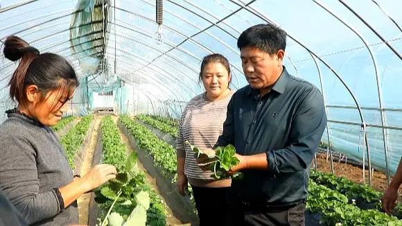 致富大户种植草莓图片_致富大户种植草莓视频_种植草莓大户致富