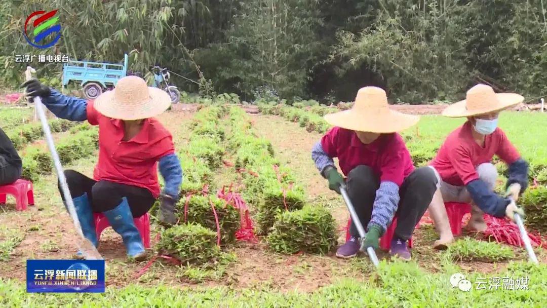 致种植致富_种植致富新项目_种植致富经