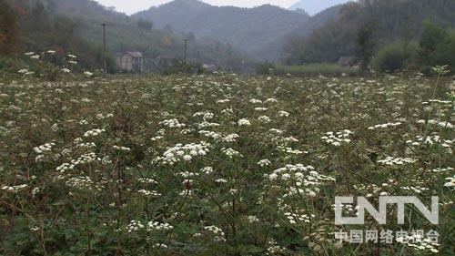 [致富经]生意陷入圈套 赚钱将计就计